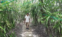 Mô hình “thanh long ôm gốc mắm” độc đáo ở tỉnh Cà Mau