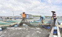 Phát triển mô hình nuôi trồng thủy sản trên biển tại Bà Rịa - Vũng Tàu
