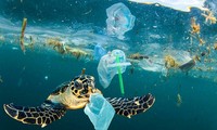 Việt Nam nỗ lực giải quyết vấn đề ô nhiễm chất thải nhựa và rác thải nhựa đại dương
