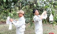 Nông dân Sơn La xây dựng mã số vùng trồng để thúc đẩy xuất khẩu nông sản