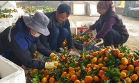 Người dân xã Vân Sơn, tỉnh Hòa Bình trồng cây có múi để giảm nghèo