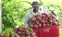 เวียดนามและญี่ปุ่นขยายความร่วมมือด้านการเกษตร