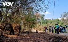 Modelo de turismo amigable con los elefantes en el Parque Nacional de Yok Don