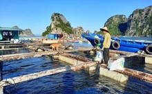 Quang Ninh – Model bagi Pola Akuakultur Laut yang Berkesinambungan