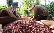 Brand building adds the value of Vietnamese coffee