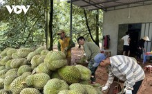Les exportations de durian du Vietnam durant le premier semestre