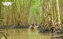 カマウ省におけるマングローブ林等の持続可能な開発