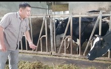 Tan Tai Loc dairy farm - a role model in Soc Trang 