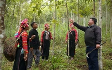 Cinnamon cultivation makes ethnic people in Lai Chau prosper