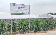 Hai Duong aplica altas tecnologías en producción agrícola 