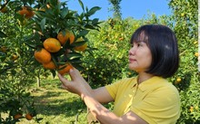 Vu Thi Lê Thuy: Portrait d'une femme d'affaires à succès de la province de Hòa Bình