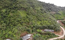 Сезон сбора урожая доцинии в высокогорном районе провинции Шонла 