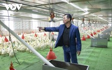 Крестьяне провинции Куангнинь зарабатывают миллиарды донгов благодаря цифровой трансформации животноводства