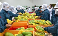 Việt Nam nằm trong nhóm 15 quốc gia xuất khẩu nông sản lớn nhất thế giới