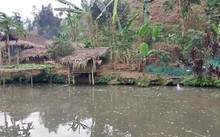 Nghề nuôi cá bỗng ở huyện Bảo Yên, Lào Cai