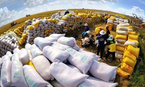 Le Vietnam est désormais le premier exportateur de riz à Singapour