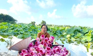 Hanoi organisiert zum ersten Mal das „Lotusfestival 2024“