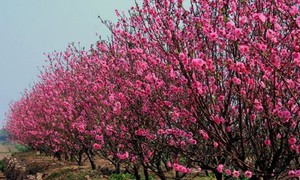 戊戌春节盆栽桃树、金桔、柚子价格上涨