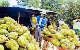 La posible apertura del mercado chino trae oportunidades a cultivadores de durián en Dak Lak 