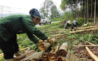 Vietnam se esfuerza por continuar siendo el mayor exportador mundial de canela