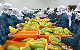 Vietnam entre los 15 mayores exportadores agrícolas del mundo