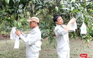 Le code de traçabilité, un gage pour les exportations de produits agricoles de Son La
