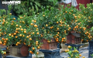 Têt: Les kumquats-bonsaïs en vogue 