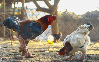 Dong Tao-Hühner sind eine gute Einnahmequelle für Bauern in Hung Yen 
