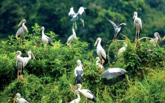 Entdeckung des Vogelgartens Thung Nham in der Provinz Ninh Binh