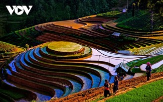 Orang yang Melukis Nampan Nasi  Ketan di Daerah Pegunungan Mu Cang Chai