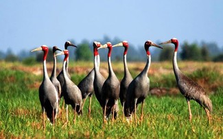 Dong Thap all set to make its National Park home again for red-crowned cranes   