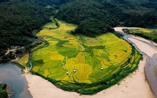 Golden rice paints the terraces in Mang Den