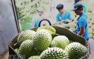 Vietnams Durian-Exportvolumen erreicht Rekord