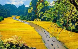 Wunderschöne Orte zur Bewunderung der goldenen Reisfelder im Herbst