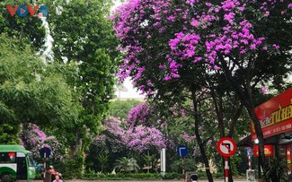 Die romantische Lila-Königinblume auf den Straßen von Hanoi