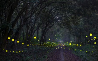꾹프엉 국립공원 내 반딧불이와 야생동물을 구경하는 야간 투어