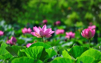2024년 제1차 하노이 연꽃 축제, 오는 7월 개최