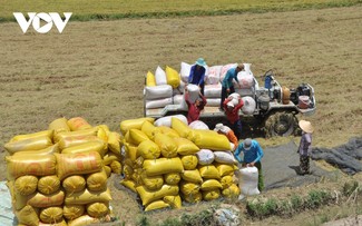 베트남산 쌀 브랜드의 지위 확립 기회