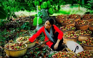‘2024 빈즈엉 익은 과일 계절’ 전통 축제, 다채로운 행사로 6월 15일~22일 개최