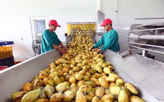 베트남, 농산수출에 대한 목표 현실화 
