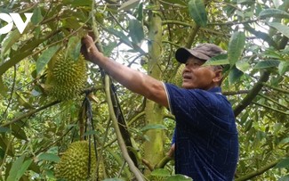 Long An exports durian via official channels