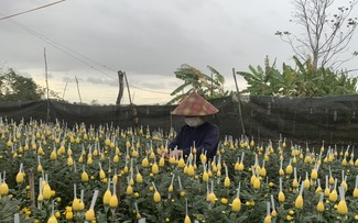 Flower villages busy for Tet holiday