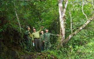 Vietnam works toward sustainable afforestation 