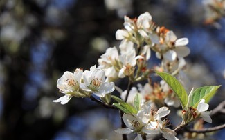 Picturesque Son La during medlar flower season