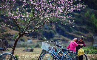Les cerisiers sont-ils plantés au Vietnam?