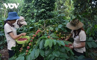 La consommation de café au Vietnam