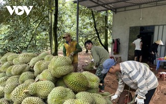 Les exportations de durian du Vietnam durant le premier semestre