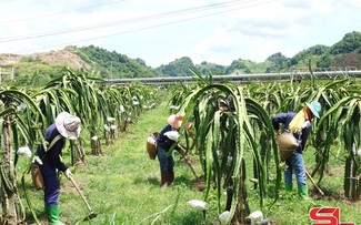 Petani Provinsi Son La Mengembangkan Kode Area Penanaman untuk Mempromosikan Ekspor Hasil Pertanian