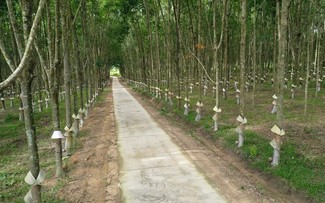 Vietnam greenifies its rubber industry