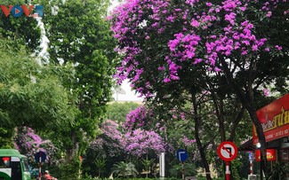 Lãng mạn sắc tím bằng lăng trên phố phường Hà Nội
